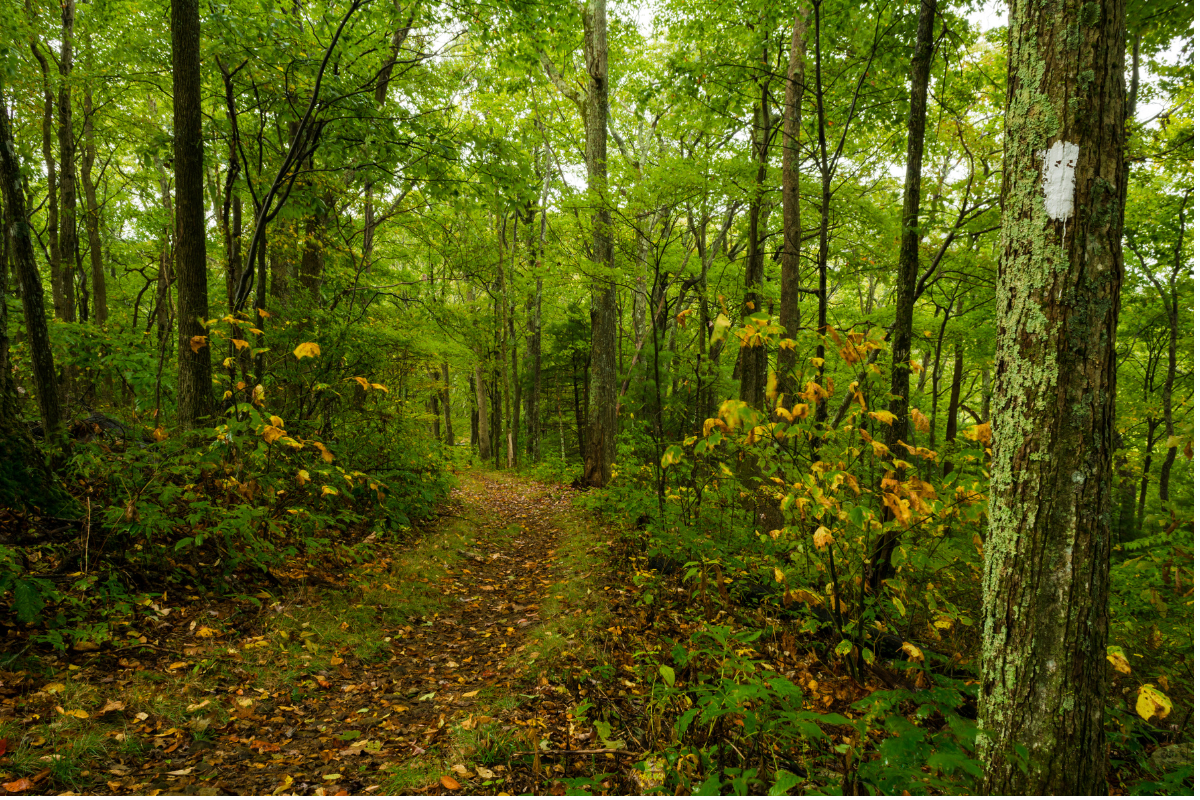 Green Tennessee trail