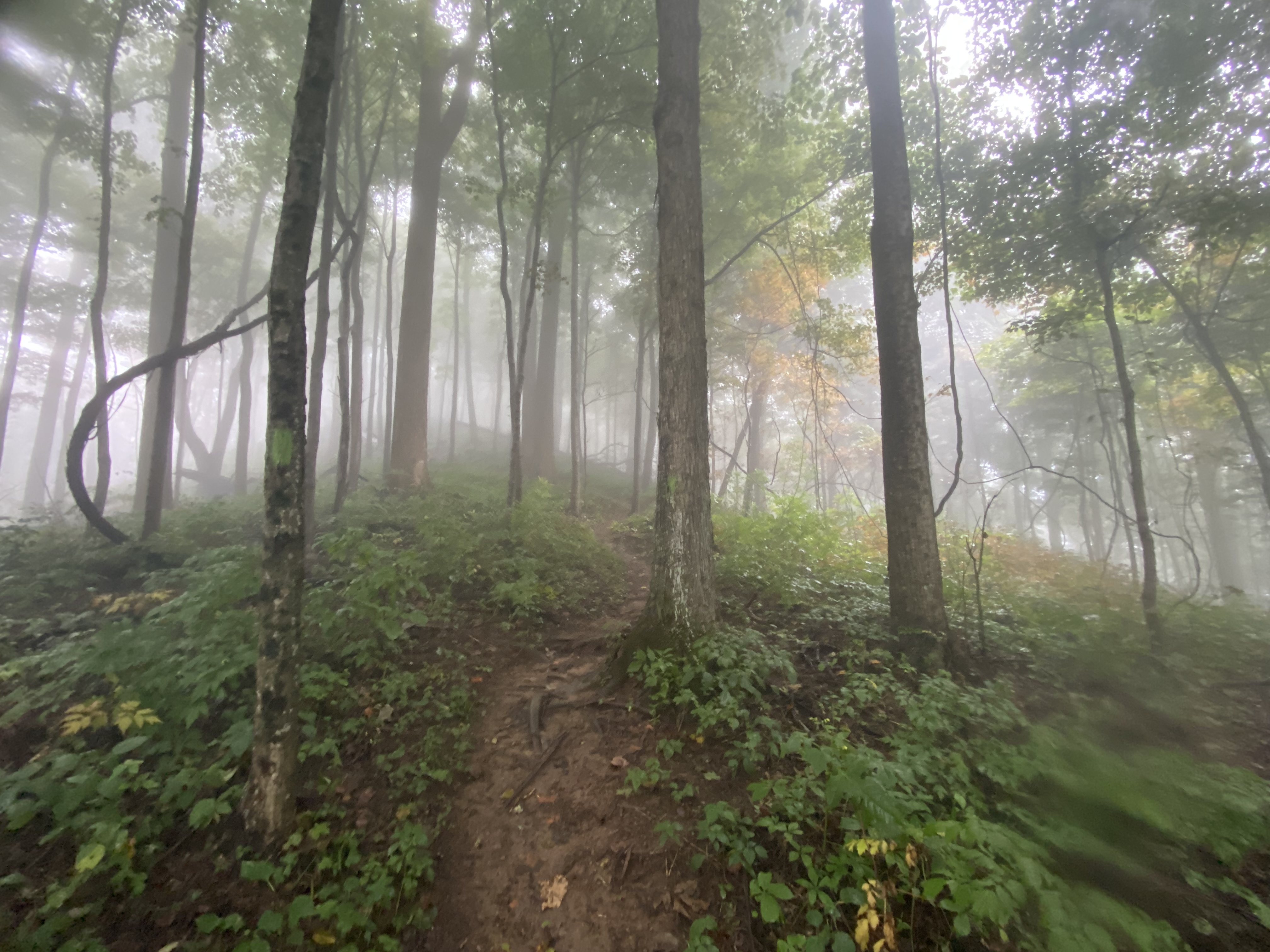 The fogged-in forest of Frozen Head atop the ridge on the Chimney Top trail.